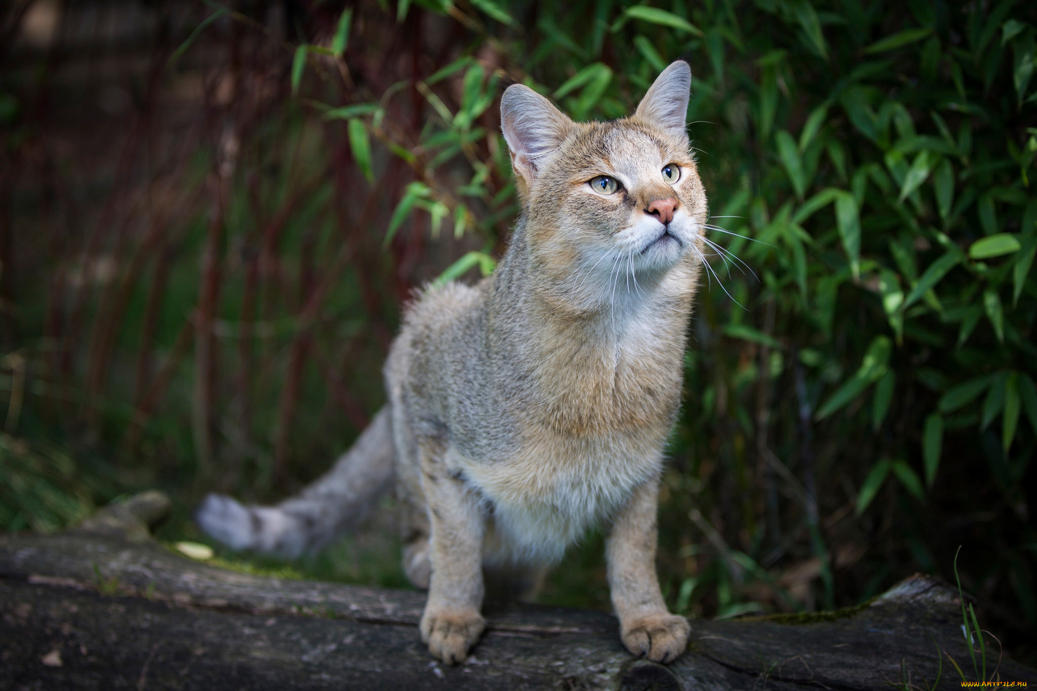 ,  , jungle, cat, , , 
